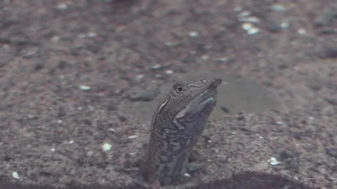 Soft shell turtle on river bottom buried in sand swims up Stock Footage 76929094