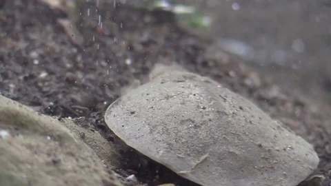 Soft shell turtle on river bottom digging in sand Stock Footage 76929104