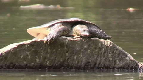 Soft shell turtle on river rock jumps in water nature animal Stock Footage 54295972