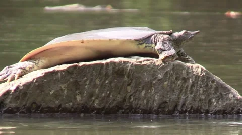 Soft shell turtle on river rock turns to face camera nature animal Stock Footage 54296174