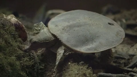 Soft shell turtle in river searching for food Stock Footage 77028819