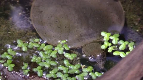 Soft shell turtle in river sunny day closeup Stock Footage 77028827