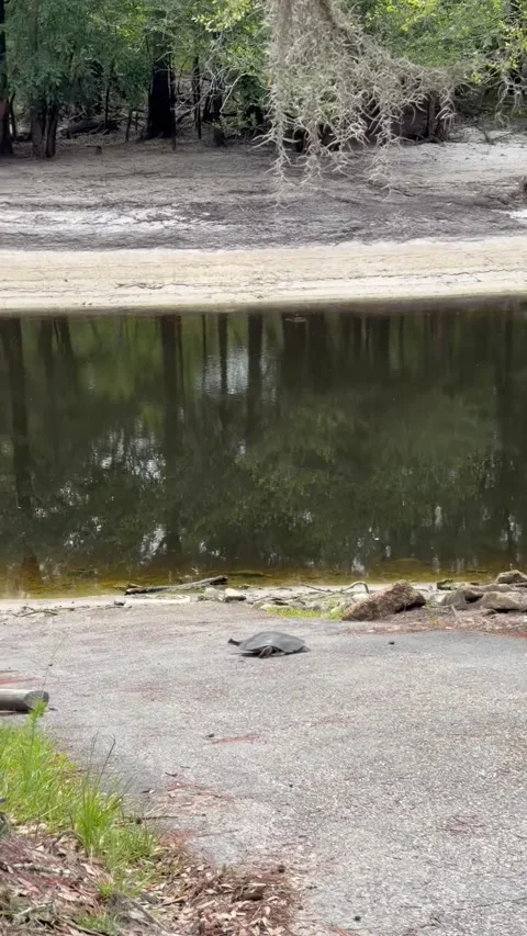 A Soft-Shell Turtle Running Like a Track Star, Longs, South Carolina, USA - 07 J Stock Footage 337593735