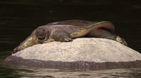 Soft shell turtle sitting on river rock closeup pulls head in Video stock 53434478