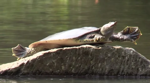 Soft shell turtle sunning on river rock stretches nature animal Stock Footage 54296173