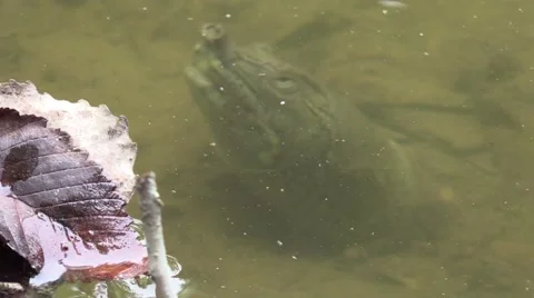 Soft shell turtle under water coming up for air time-lapse Stock Footage 54614664