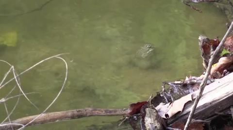 Soft shell turtle under water getting air time-lapse Stock Footage 54614791