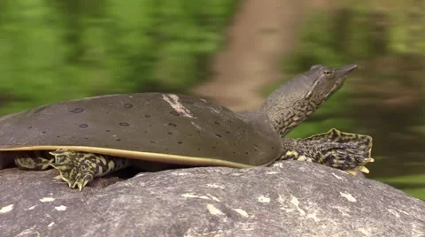 Soft shell turtle zoom in close wildlife nature animal Stock Footage 54100971