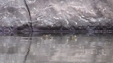 Soft shell turtles sticking noses out of water Stock Footage 54296042