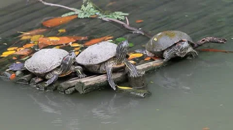 Soft-shelled turtle Video stock 10797669