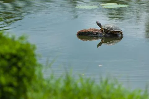 Soft-shelled turtle Stock Photos