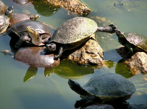 Soft-shelled turtle playing with friends Foto stock