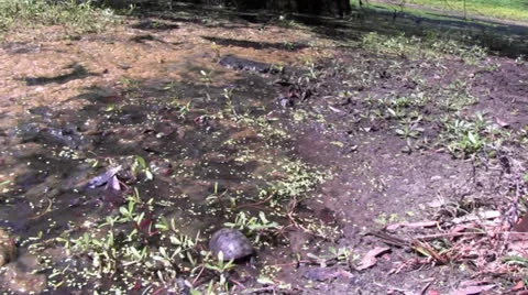 Soft shelled turtle sinks into mud Stock Footage 25158226