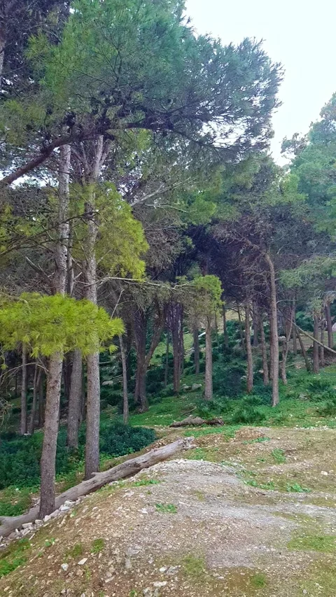 Soft shot of pine trees is the heart of the evergreen forest Stock Footage 284454677
