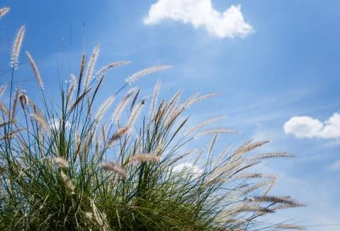 Soft silk grass with sky background. Stock Photos