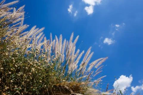 Soft silk grass with sky background. Stock-Fotos