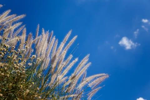 Soft silk grass with sky background. Stock Photos