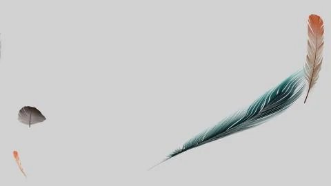 Soft silky feathers isolated with copy space for text and advertisement Stock Illustration