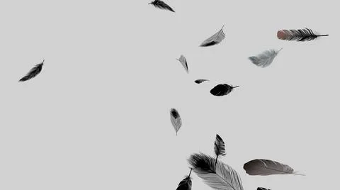 Soft silky feathers isolated with copy space for text and advertisement Foto stock