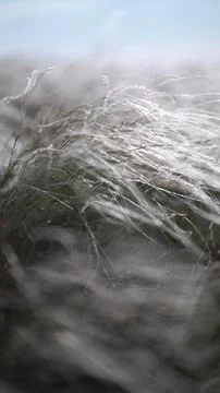 Soft silvery feather grass waves across a wide meadow with distant trees and  Stock Photos