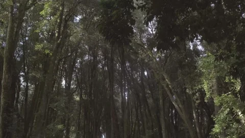 Soft sliding movement view of a group of large trees on a rainforest Stock Footage 248330565