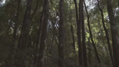 Soft sliding movement view of a group of large trees on a rainforest 스톡 동영상 248330586