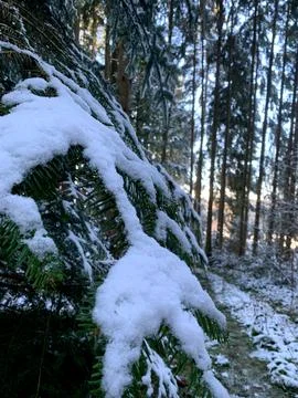Soft snow blankets pine branches in a quiet forest, highlighting the beauty o Stock Photos