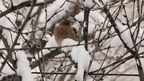 Soft snow covers of robin bird Stock Footage 125132839