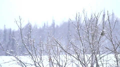 Soft Snow Falling on Branches Stockbeeldmateriaal 148285173