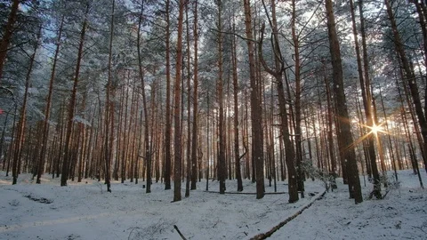 Soft snow falling in slow motion, snowfall in winter forest; magic hour sunset Stock Footage 127527799