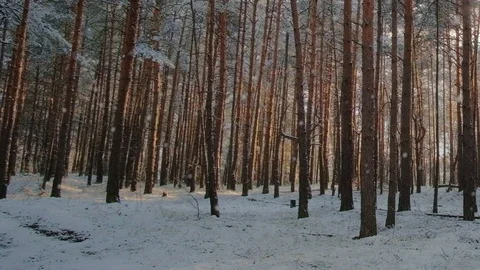 Soft snow falling in slow motion, snowfall in winter forest; magic hour sunset Stock Footage 127528615