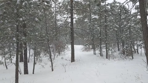 Soft Snow Falling in the Woods Stock Footage 267722920