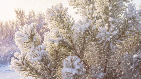 Soft snowfall. Beautiful snow-covered pine branch in the foreground 스톡 동영상 250444217