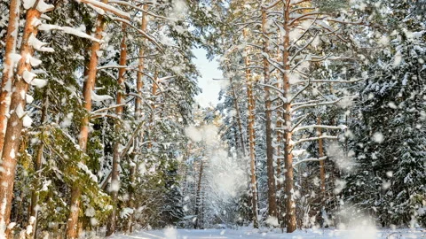 Soft snowfall. Beautiful winter landscape, spruce branch in the snow Video stock 135952565