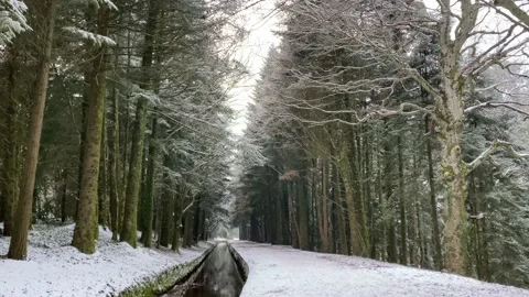 Soft Snowfall in The Forest Stock Footage 150429602