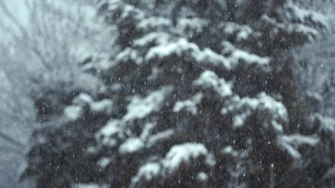 Soft snowfall outside with conifers in background Stock Footage 102180452