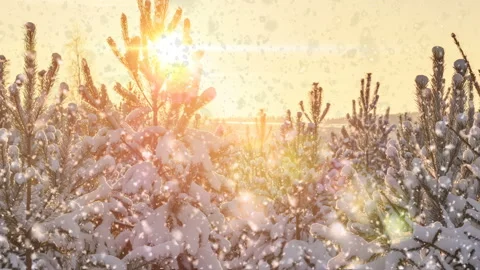 Soft snowfall in the winter forest. Video stock 143007698