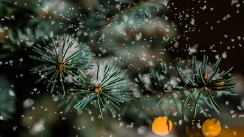 Soft snowfall in the winter snowy forest, evening winter landscape, spruce Stock-Footage 99521396