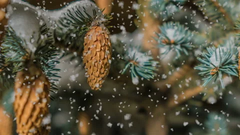 Soft snowfall in the winter snowy forest, evening winter landscape, spruce Stock Footage 99525589