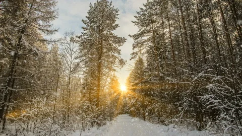 Soft snowfall in the winter snowy forest, evening winter landscape, spruce Stock Footage 119453602
