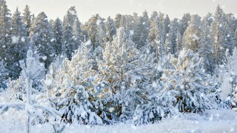 Soft snowfall in the winter snowy forest. 4K Stock Footage 122442993