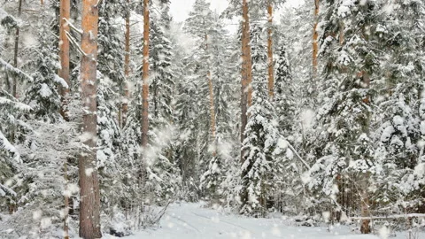 Soft snowfall in the winter snowy forest. Beautiful winter landscape, spruce Stock Footage 128838457