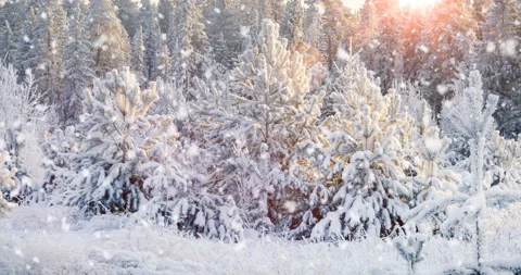 Soft snowfall in the winter snowy forest. Beautiful winter landscape, spruce Stock Footage 129557165
