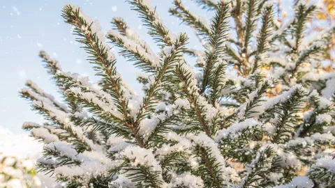 Soft snowfall in the winter snowy forest. Beautiful winter landscape, spruce Video stock 141662742