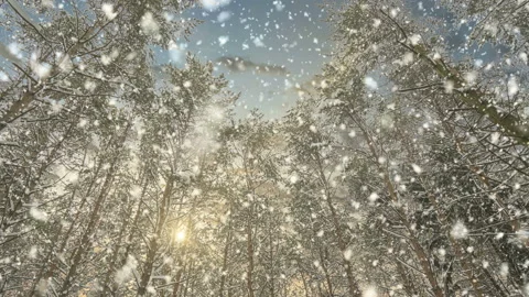 Soft snowfall in the winter snowy forest at sunset. Bottom view. Stock Footage 142518917