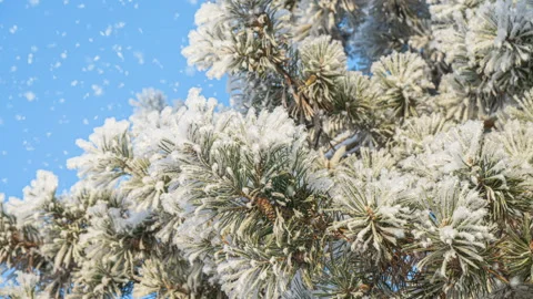Soft snowfall in the winter snowy forest. Beautiful winter landscape, pine Stock Footage 145191329