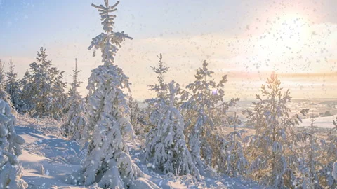 Soft snowfall in the winter snowy forest. Beautiful winter landscape at sunset Stock Footage 146109051