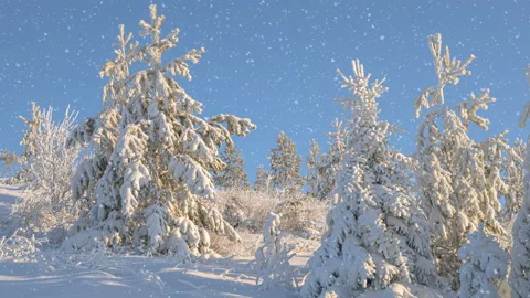 Soft snowfall in the winter snowy forest. Beautiful winter landscape at sunset Stock Footage 146152813
