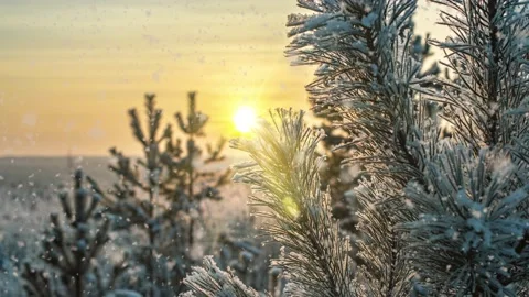 Soft snowfall in the winter snowy forest. Beautiful winter landscape at sunset Stock Footage 148369820