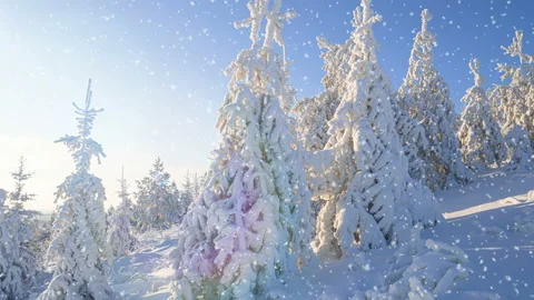Soft snowfall in the winter snowy forest. Beautiful winter landscape at sunset Stock Footage 150548623